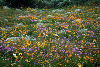 Namaqualand, tra campagna e fiori di tutti i tipi in Sudafrica