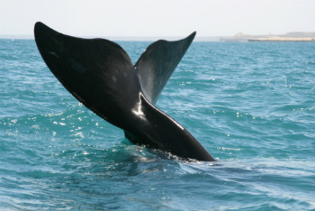 Penisola Valdes in Argentina, tra pinguini, orche e balene