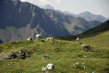 Una passeggiata al Passo San Pellegrino a trovare il Puzzone, nel cuore della montagna