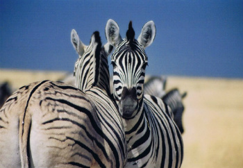 Namibia: Waterberg Plateau Park ed Etosha Park