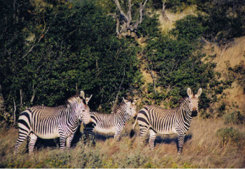 Damaraland, Palmwang e Twyfelfontein: Si’, siamo ancora in Namibia