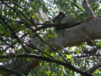 Noosa Biosphere Reserve nel Queensland, la natura australiana da non perdere